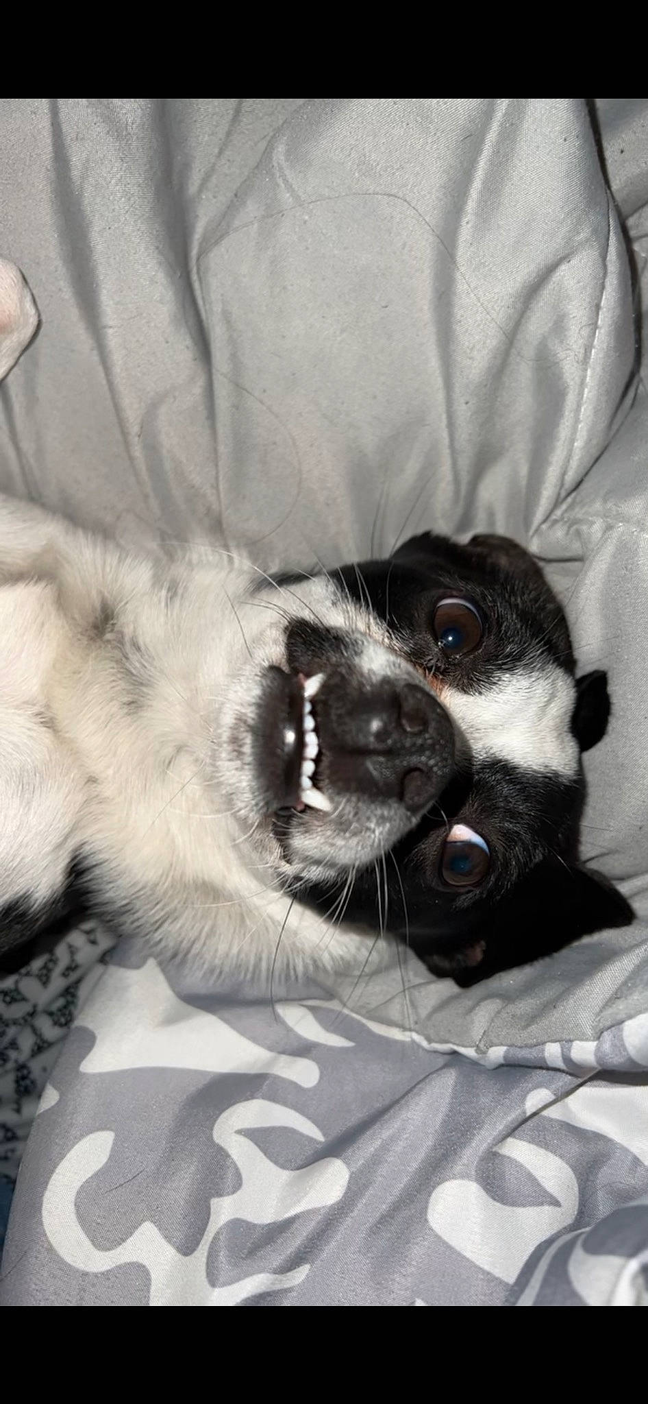 Einstein is registered to the contest to win money with this photo: canidae, carnivore, comfort, companion_dog, dog, dog_breed, dog_supply, ear, fang, foot, fur, nap, non_sporting_group, paw, snout, sporting_group, terrestrial_animal, toy_dog, whiskers, working_animal