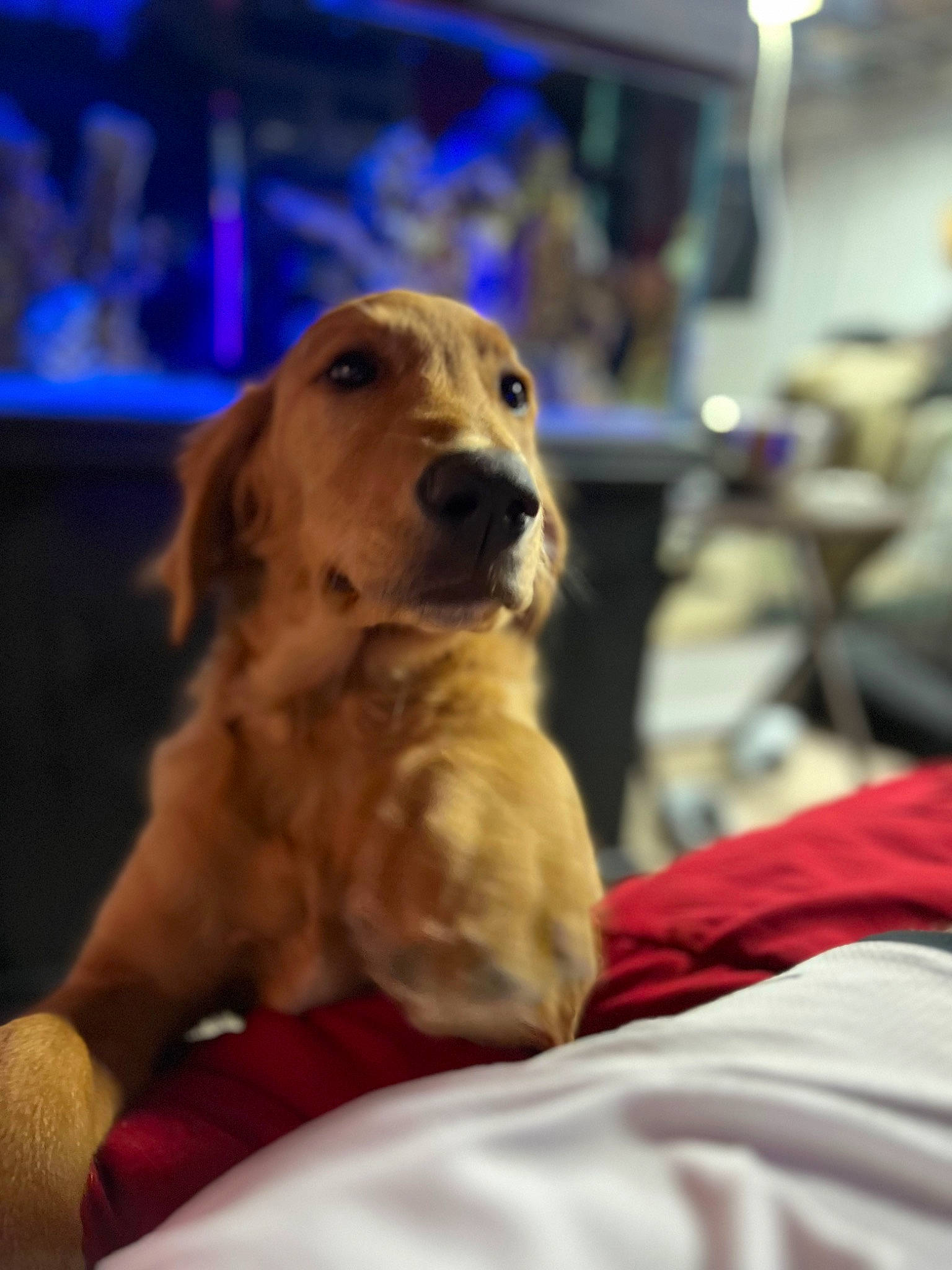 Jax is registered to the contest to win money with this photo: canidae, carnivore, comfort, companion_dog, dog, dog_breed, event, fawn, fur, golden_retriever, guard_dog, gun_dog, recreation, retriever, sitting, sporting_group, whiskers, working_animal, working_dog