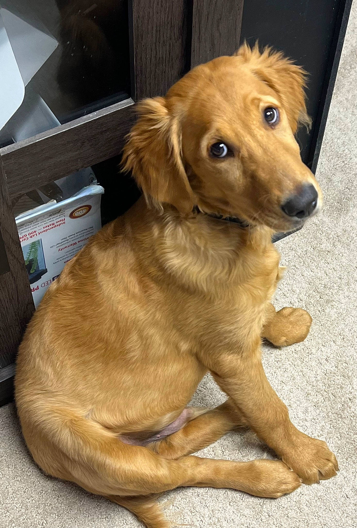 Jax joined the competition — help win amazing prizes! box, canidae, carnivore, companion_dog, dog, dog_breed, fawn, fur, gun_dog, liver, paw, puppy, retriever, shipping_box, snout, sporting_group, tail, terrestrial_animal, whiskers, working_animal