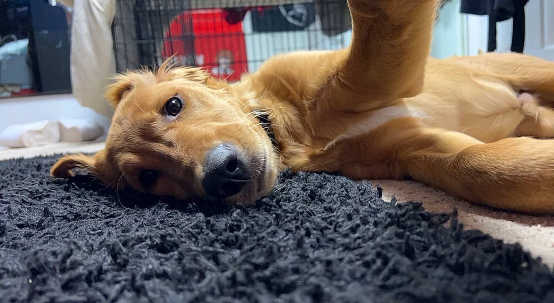 Jax joined the competition — help win amazing prizes! bag, canidae, carnivore, comfort, companion_dog, dog, dog_breed, ear, fawn, flooring, fur, human_leg, luggage_and_bags, paw, snout, sporting_group, tartan, terrestrial_animal, whiskers, working_animal