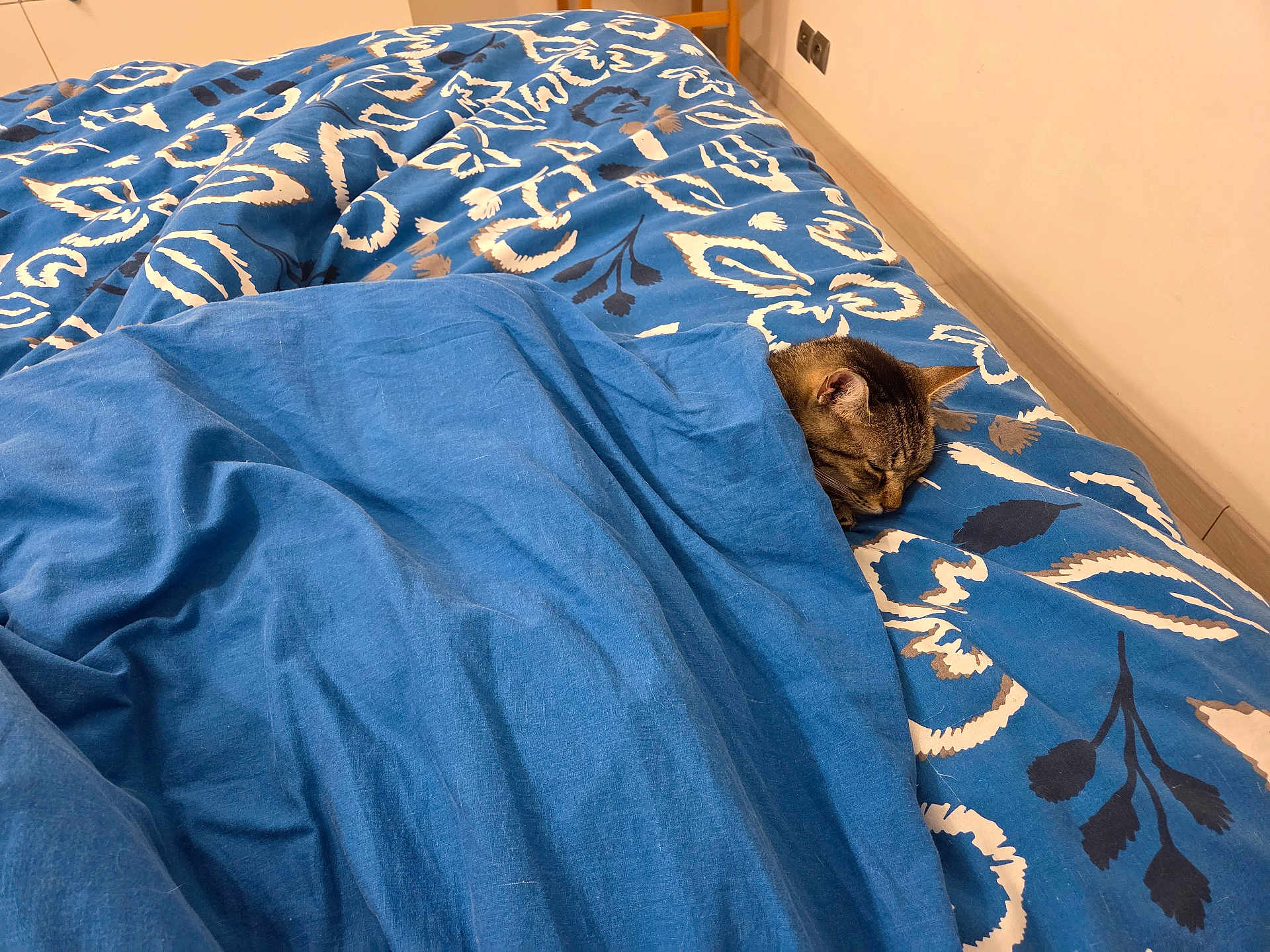 Clochard a rejoint le concours — aidez-le/la à gagner de superbes lots ! cat, tabby_cat, blanket, bed, bedspread, blue, pattern, sleeping, resting, indoor, cozy, feline, fur, animal, pet, comfort, quiet, peaceful, home, tucked_in