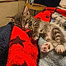 Misty joined the competition — help win amazing prizes! kitten, sleeping, tabby, cat, paw, collar, bell, blanket, red, blue, star_pattern, feline, cute, cozy, indoor, resting, fur, animal, pet, relaxation