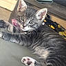 Misty joined the competition — help win amazing prizes! kitten, cat, gray_tabby, indoor, pet, fur, whiskers, paws, collar, curious, cute, animal, relaxed, lying_down, close_up, young, small, feline, domestic, household