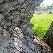 Misty is registered to the contest to win money with this photo: kitten, cat, tree, bark, outdoor, green_grass, sunlight, nature, animal, young_cat, wildlife, curious, playful, field, daylight, pet, small_animal, fur, branch, wood