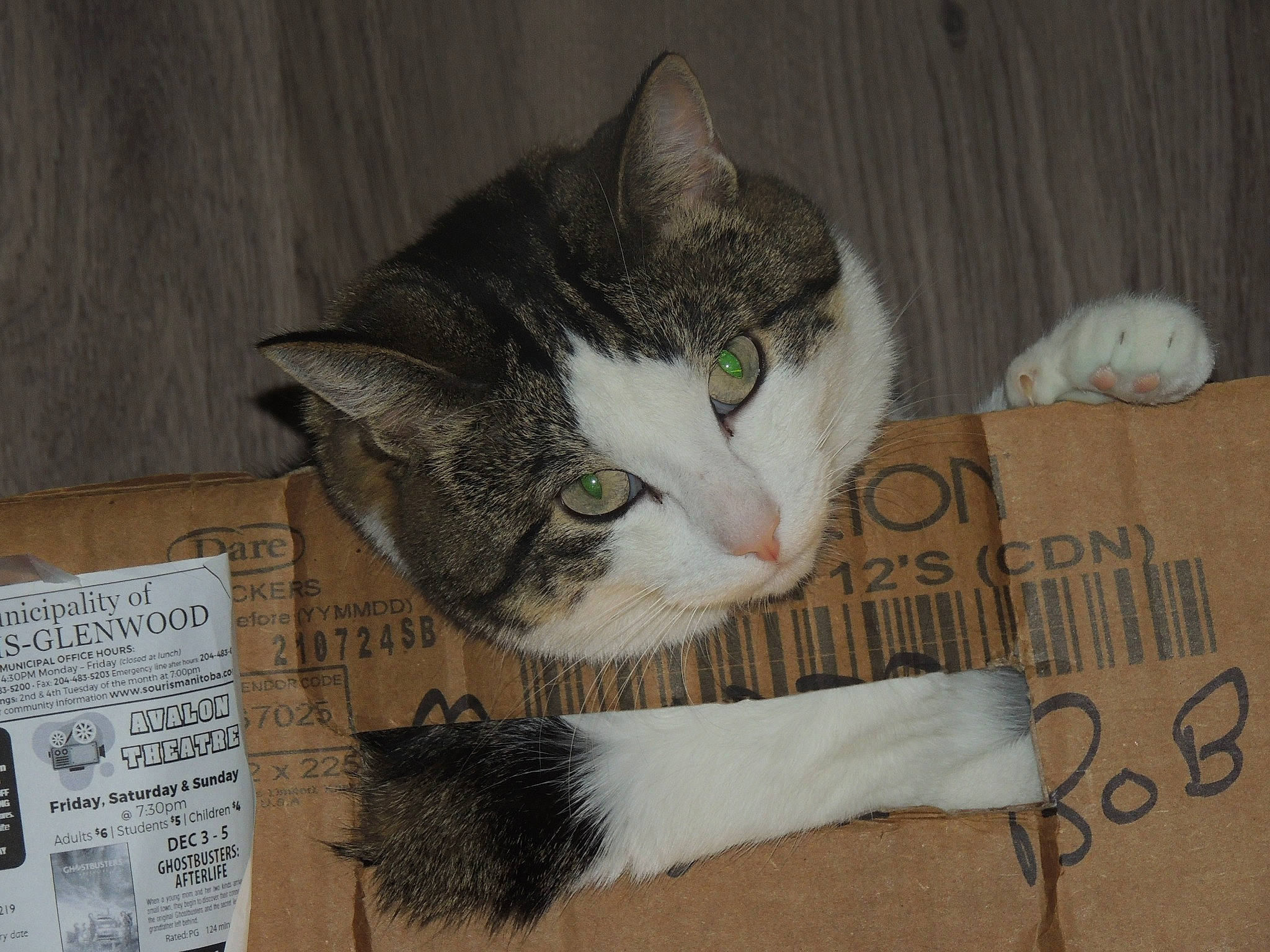 Peek A Boo joined the competition — help win amazing prizes! box, cardboard, carnivore, carton, cat, domestic_short_haired_cat, felidae, font, fur, packaging_and_labeling, paper, paper_product, paw, photo_caption, small_to_medium_sized_cats, snout, tail, whiskers