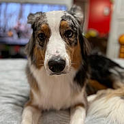 Sparky joined the competition — help win amazing prizes! dog, australian_shepherd, pet, animal, bed, blanket, indoor, close_up, fur, white, brown, black, face, ears, nose, lying_down, cozy, blurred_background, home, canine