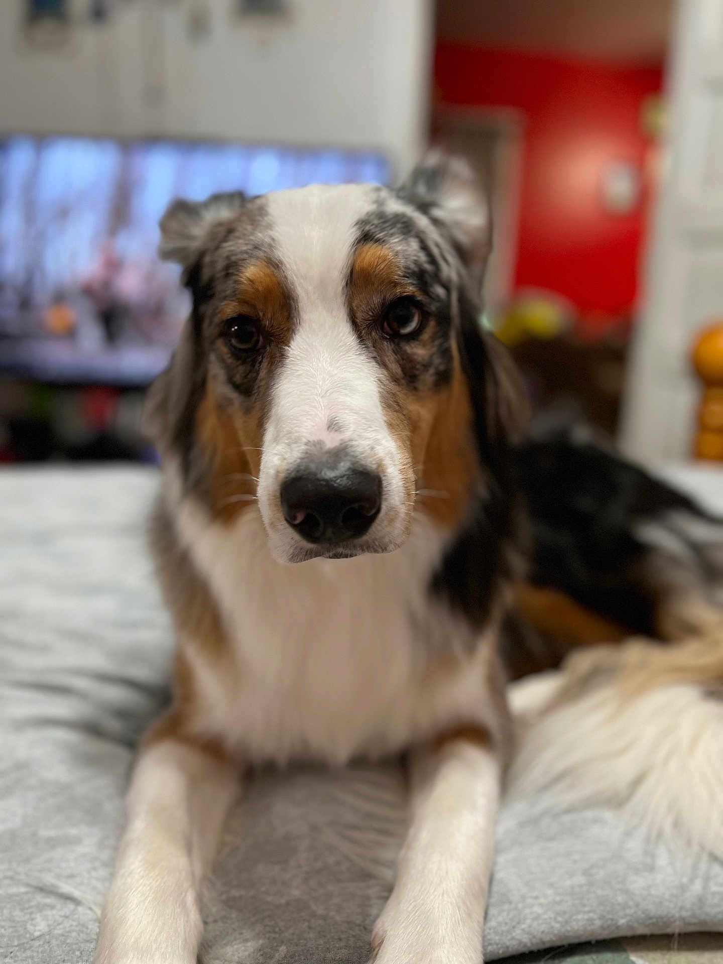 Sparky