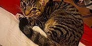 Teddy joined the competition — help win amazing prizes! cat, tabby, pet, animal, bed, blanket, indoor, fur, whiskers, curled_up, striped, tail, resting, feline, cute, domestic, cozy, looking_up, home, sleepy