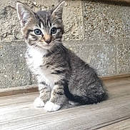 Teddy joined the competition — help win amazing prizes! kitten, cat, tabby, blue_eyes, sitting, wooden_floor, stone_wall, young_animal, pet, cute, feline, indoor, small, fur, whiskers, ears, tail, alert, animal_portrait, domestic_animal