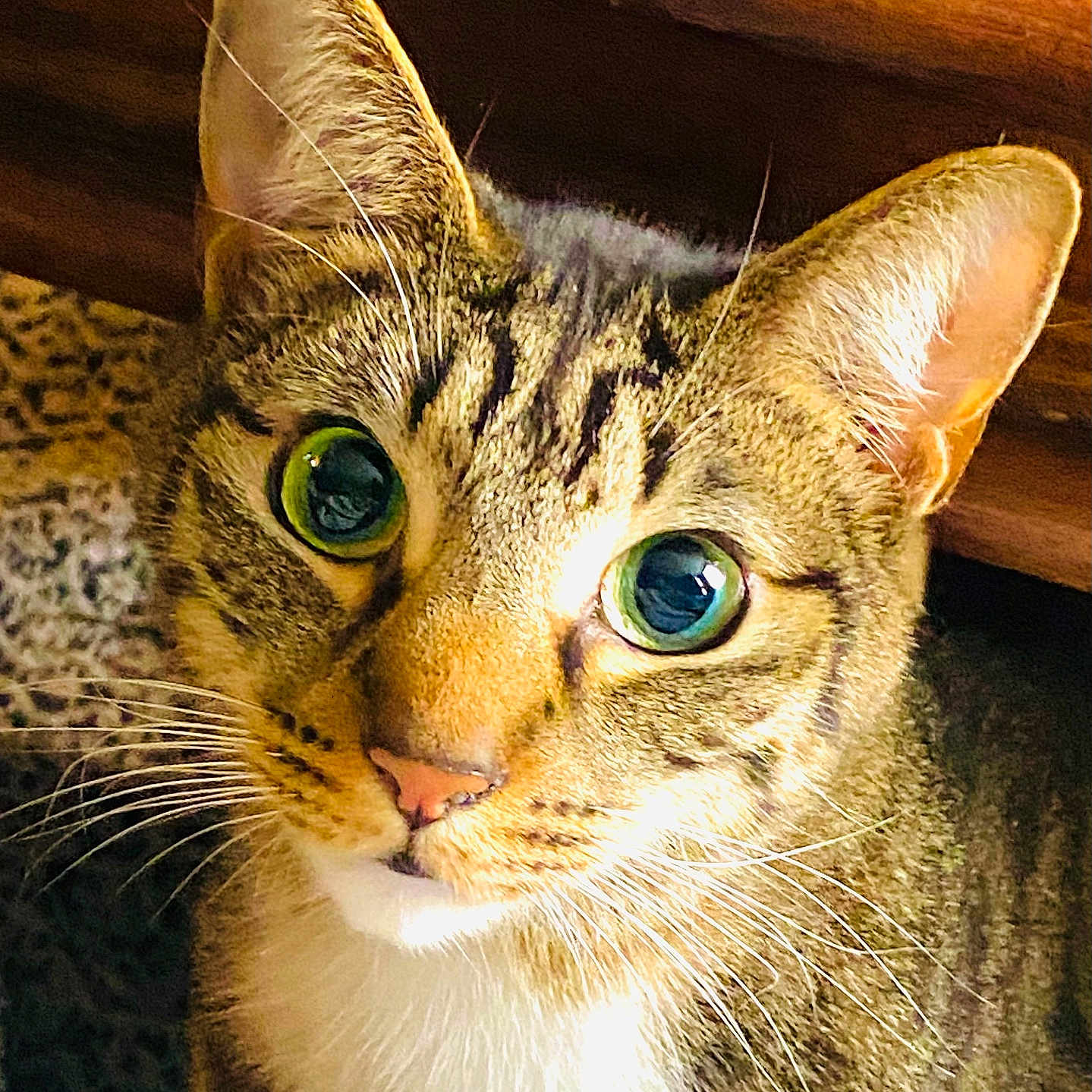 Teddy joined the competition — help win amazing prizes! animal, background, cat, close_up, curious, domestic_cat, ears, face, feline, fur, green_eyes, indoor, nose, pet, portrait, sitting, tabby, texture, whiskers, wood