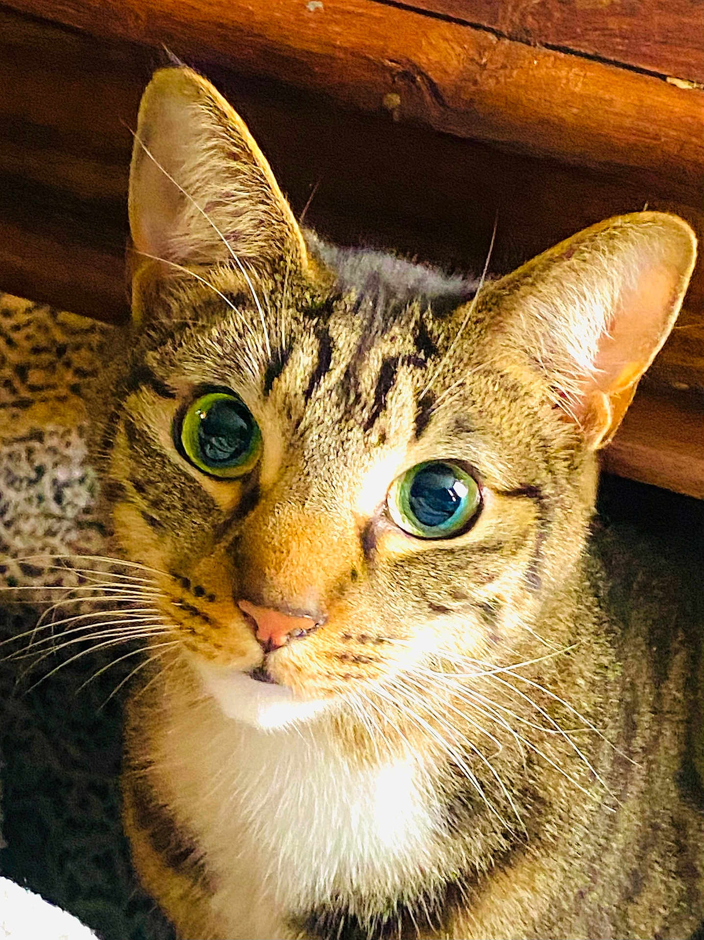 Teddy joined the competition — help win amazing prizes! cat, tabby, close_up, green_eyes, whiskers, fur, pet, animal, indoor, curious, portrait, face, ears, nose, texture, wood, background, domestic_cat, feline, sitting