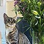 Teddy is registered to the contest to win money with this photo: cat, tabby_cat, flowers, vase, greenery, purple_flowers, indoor, curious, sitting, plant_stems, glass_vase, domestic_cat, pet, feline, wooden_surface, natural_light, leafy, flora, close_up, houseplant