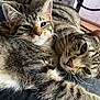 Teddy joined the competition — help win amazing prizes! cat, tabby, feline, pet, snuggling, closeup, fur, whiskers, ears, eyes, relaxed, cozy, indoor, animal, mammal, pair, companion, resting, cute, domestic