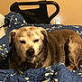 dog, bed, quilt, blue, brown, indoor, resting, sleepy, pet, canine, fur, comfort, blanket, chair, wall, animal, relaxed, household, domestic, cozy