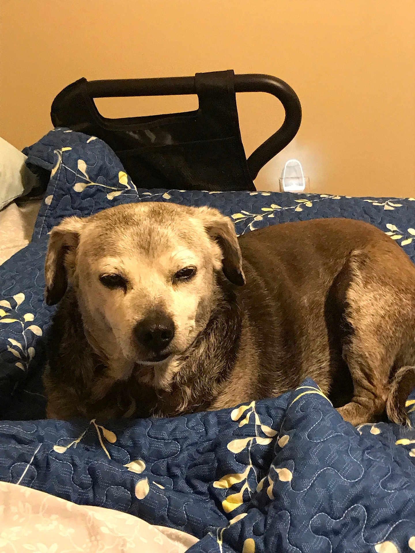 Puppy is registered to the contest to win money with this photo: dog, bed, quilt, blue, brown, indoor, resting, sleepy, pet, canine, fur, comfort, blanket, chair, wall, animal, relaxed, household, domestic, cozy