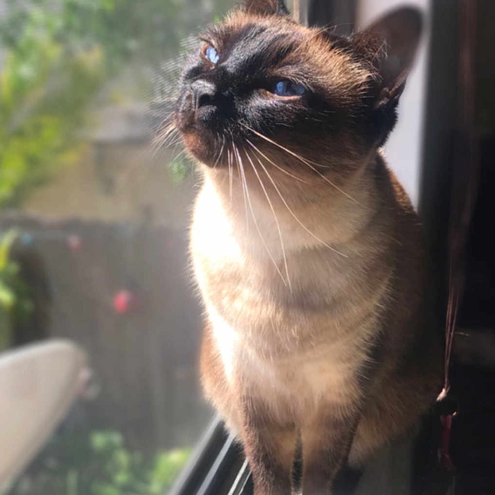 Princess joined the competition — help win amazing prizes! animal, blue_eyes, cat, closeup, daylight, domestic, feline, fur, home, indoor, peaceful, pet, portrait, reflection, siamese_cat, sitting, sunlight, whiskers, window, windowsill