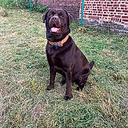 Urus participe au concours pour gagner de l'argent avec cette photo : dog, labrador, chocolate_labrador, grass, brick_wall, outdoor, pet, animal, collar, happy, tongue_out, sitting, canine, nature, summer, playful, fur, mammal, friendly, companion