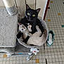 animal, black_cat, cat, cat_tree, companionship, cozy, cream_cat, curious, cute, domestic, feline, household, indoor, pet, playful, resting, shoe, snuggling, tile_floor, whiskers