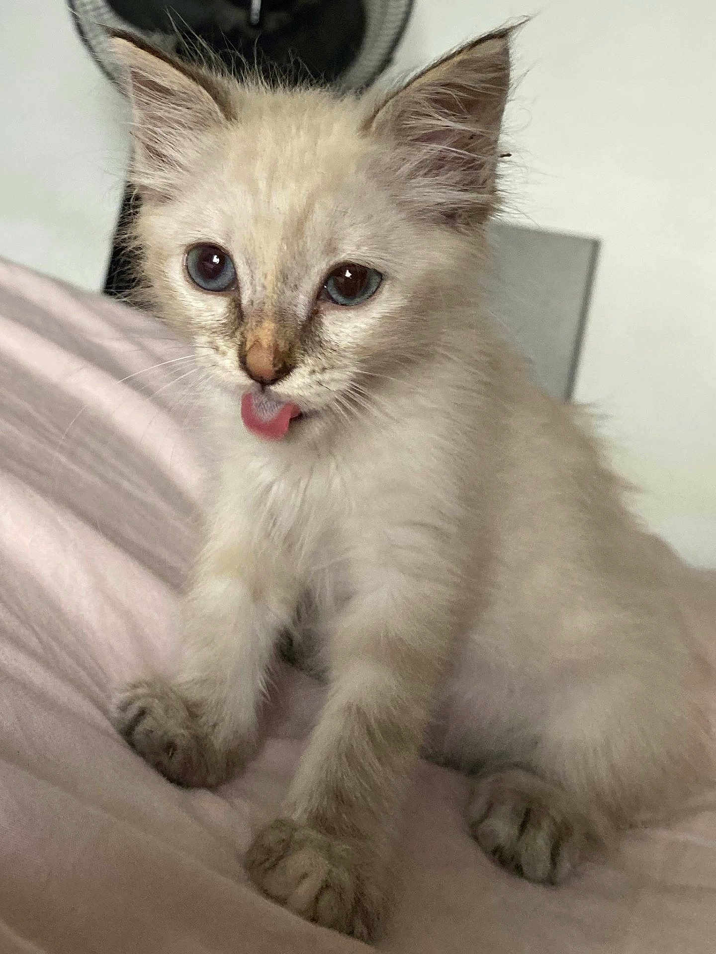 Azure participe au concours pour gagner de l'argent avec cette photo : animal_face, cat, closeup, curious, cute, domestic_cat, ears, eyes, feline, fluffy, indoor, kitten, pet, pink_tongue, sitting, small_paws, soft_fur, tongue_out, whiskers, young_animal