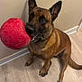 dog, pet, indoor, ball, toy, canine, brown_fur, floor, wall, ears, mouth, sitting, looking_up, happy, playful, animal, domestic, large_toy, flooring, closeup