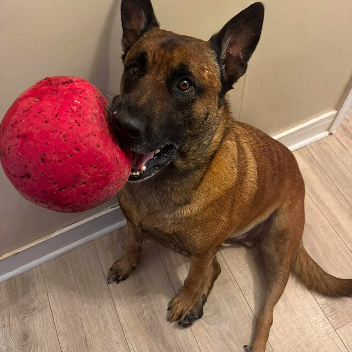 Rocky joined the competition — help win amazing prizes! animal, ball, brown_fur, canine, closeup, dog, domestic, ears, floor, flooring, happy, indoor, large_toy, looking_up, mouth, pet, playful, sitting, toy, wall