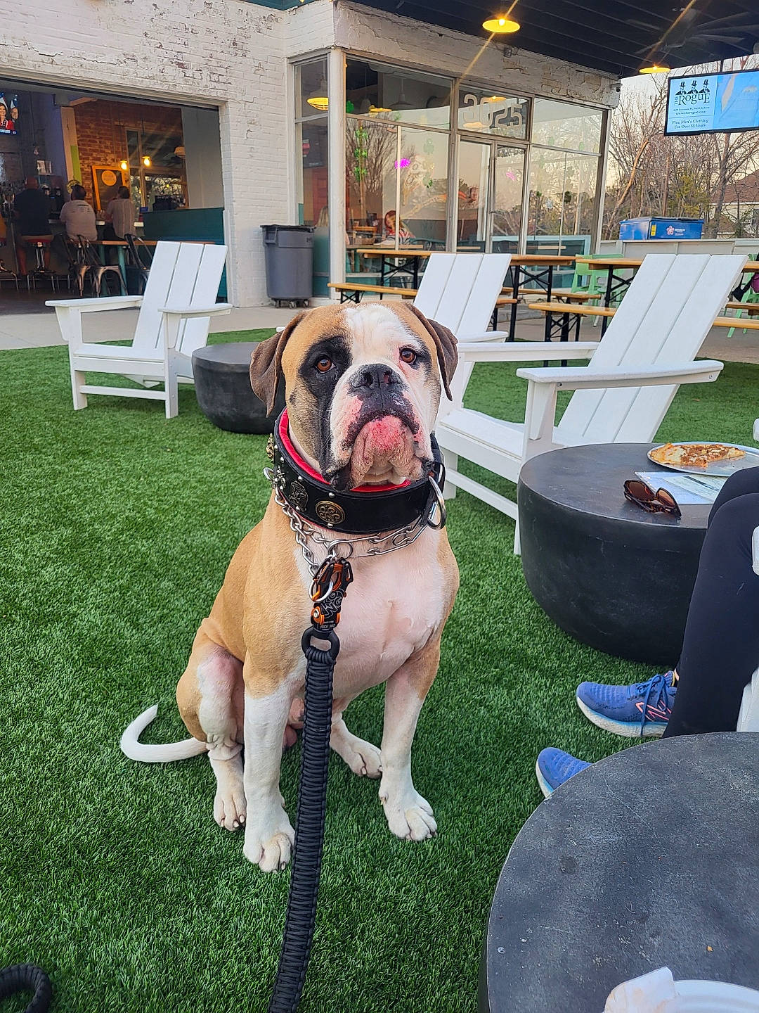 Cujo is registered to the contest to win money with this photo: bulldog, carnivore, chair, collar, companion_dog, dog, dog_breed, dog_collar, event, fawn, flooring, grass, molosser, non_sporting_group, plant, sporting_group, toy_dog, working_animal, working_dog, wrinkle