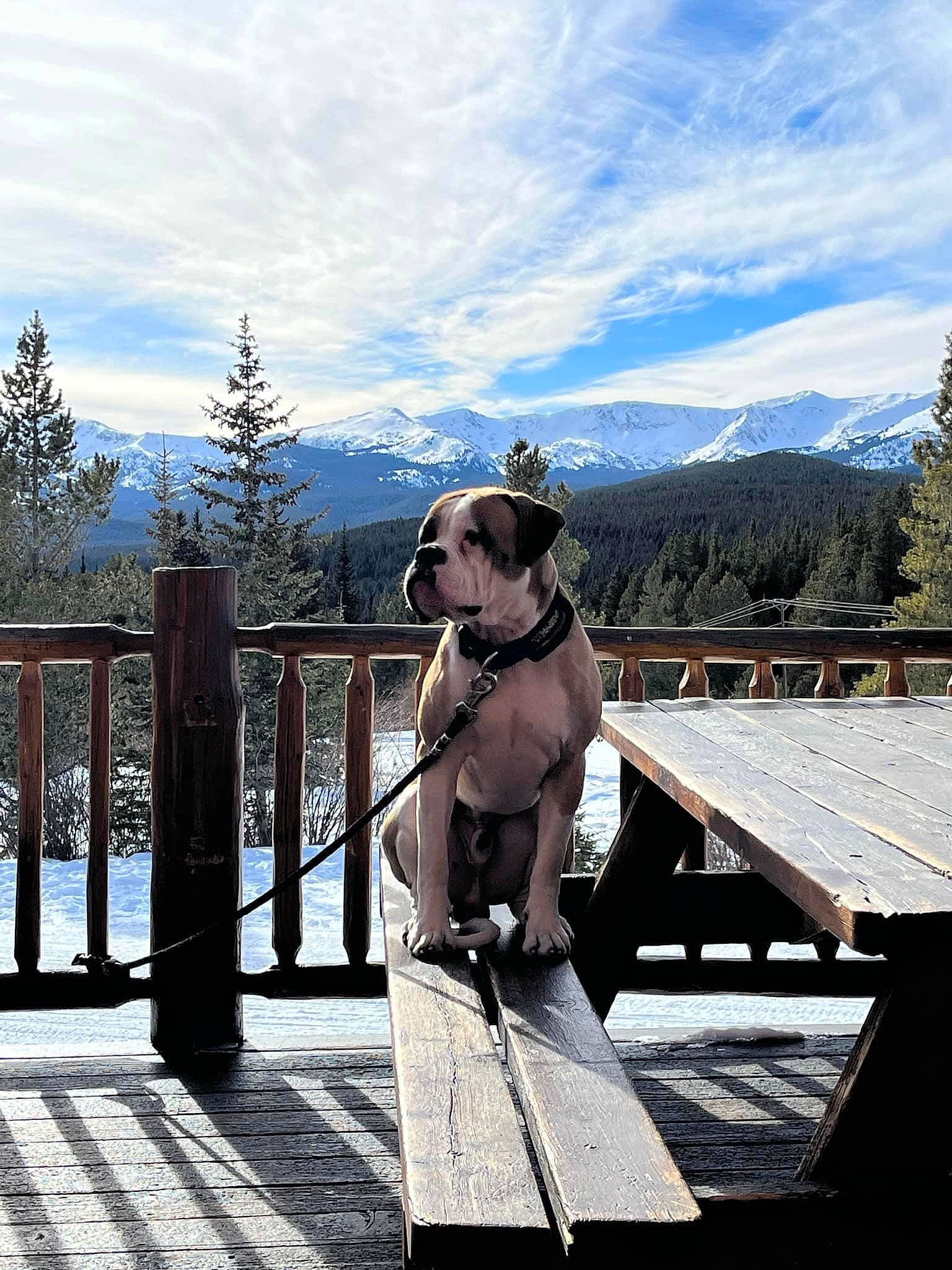 Cujo is registered to the contest to win money with this photo: canidae, carnivore, cloud, collar, companion_dog, dock, dog, dog_breed, dog_collar, fawn, fence, leisure, mountain, outdoor_furniture, pet_supply, plant, sky, sporting_group, tree, wood