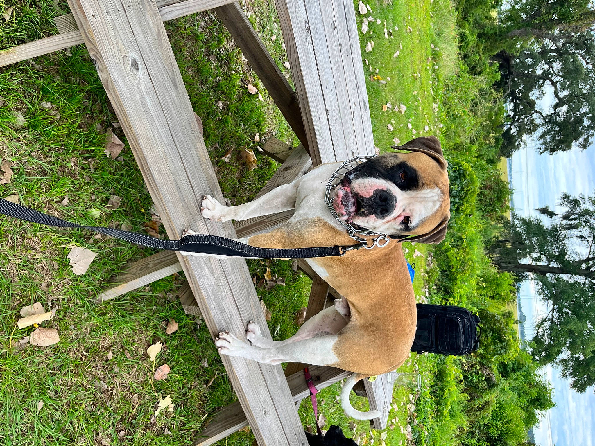 Cujo joined the competition — help win amazing prizes! canidae, carnivore, collar, companion_dog, dog, dog_breed, eyewear, fawn, grass, leisure, metal, pet_supply, plant, sky, smile, snout, sporting_group, tail, tree, working_animal