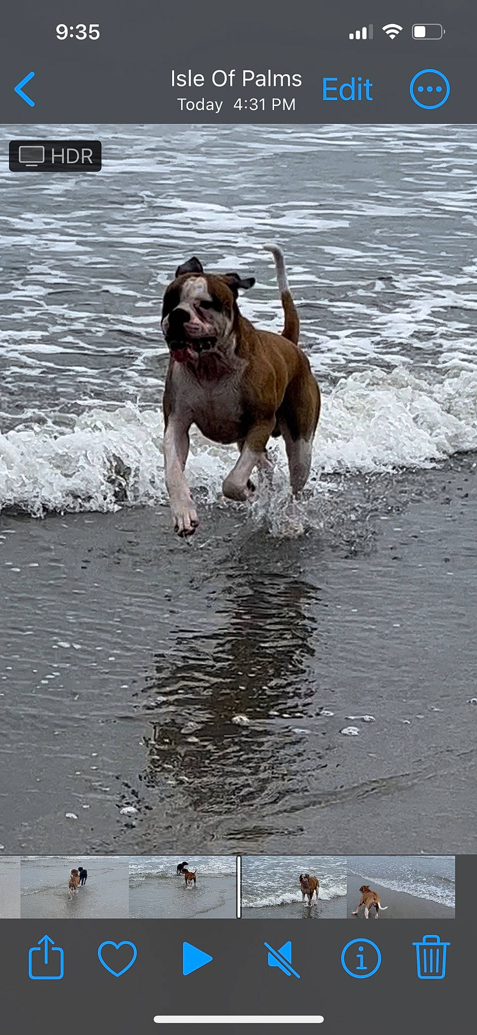 Cujo is registered to the contest to win money with this photo: beach, body_of_water, canidae, carnivore, collar, companion_dog, dog, dog_breed, dog_collar, fawn, lake, leash, liver, ocean, snout, sporting_group, tail, water, wind_wave, working_animal