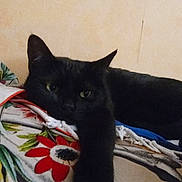 Ciboulette participe au concours pour gagner de l'argent avec cette photo : cat, black_cat, paw, claws, sleepy, relaxed, indoor, floral_blanket, colorful, close_up, animal, pet, feline, fur, whiskers, laying_down, stretching, cozy, home, wall