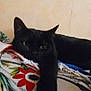 cat, black_cat, paw, claws, sleepy, relaxed, indoor, floral_blanket, colorful, close_up, animal, pet, feline, fur, whiskers, laying_down, stretching, cozy, home, wall