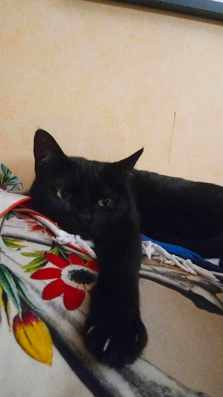 Ciboulette
