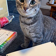 Stormy joined the competition — help win amazing prizes! cat, kitten, tabby_cat, pet, whiskers, big_eyes, close_up, portrait, indoor, notebook, spiral_notebook, markers, art_supplies, water_bottle, couch, table, curious, sitting, collar, paw