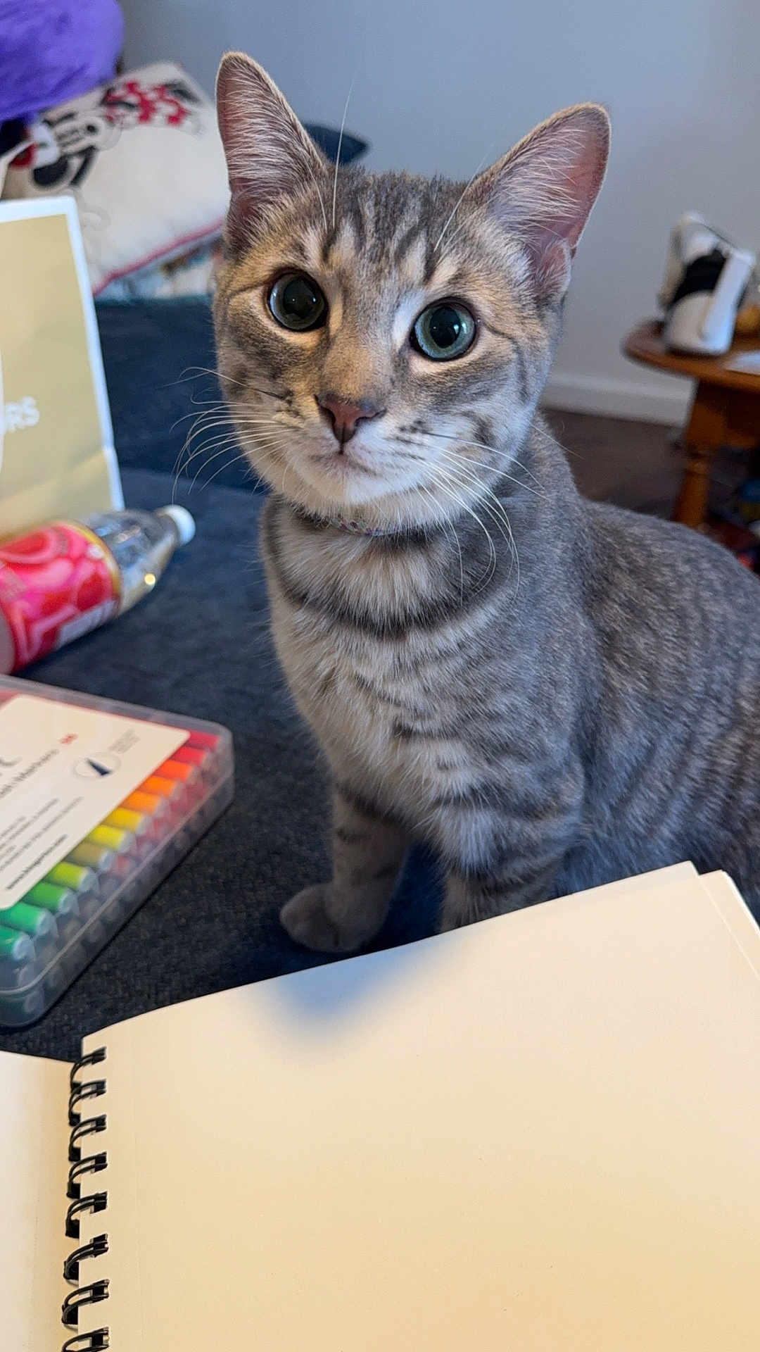 Stormy joined the competition — help win amazing prizes! cat, kitten, tabby_cat, pet, whiskers, big_eyes, close_up, portrait, indoor, notebook, spiral_notebook, markers, art_supplies, water_bottle, couch, table, curious, sitting, collar, paw