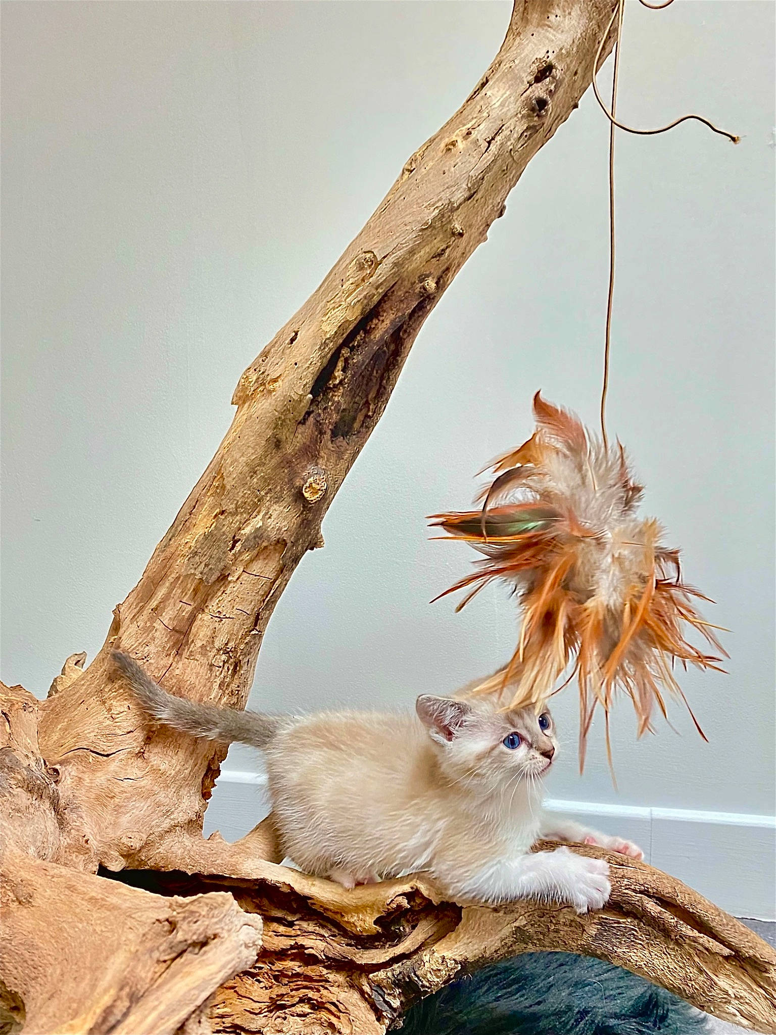 Kenaï participe au concours pour gagner de l'argent avec cette photo : branch, carnivore, cat, claw, driftwood, fawn, feather, felidae, fur, landscape, plant, sky, small_to_medium_sized_cats, tail, tree, trunk, twig, whiskers, wildlife, wood
