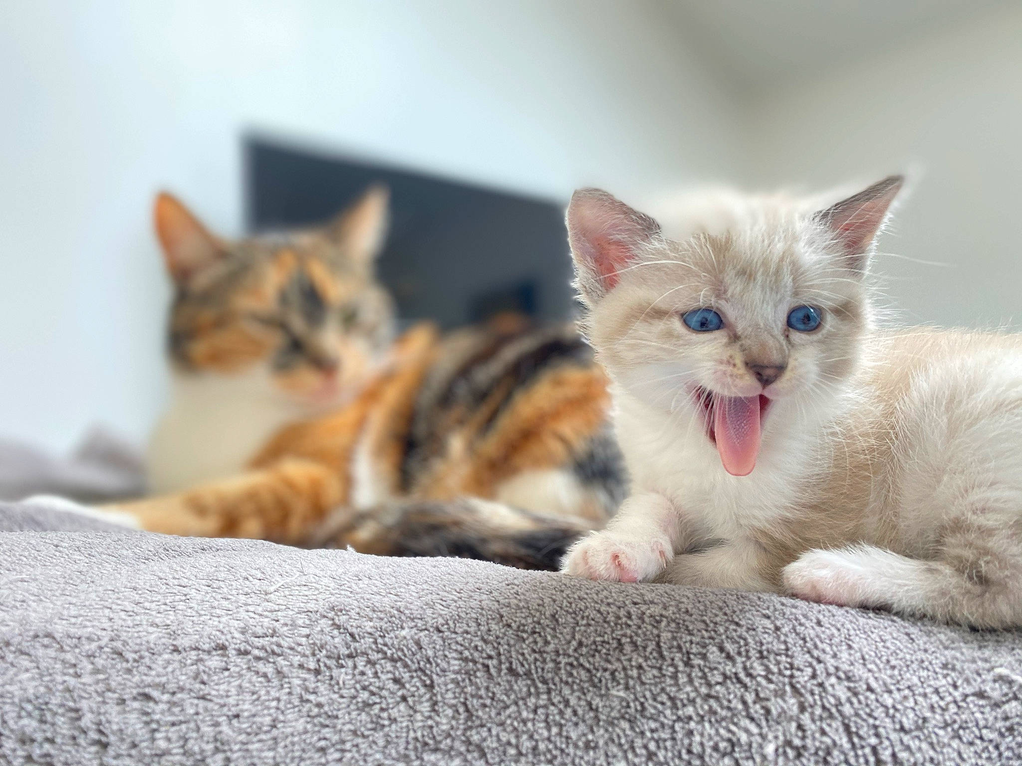 Kenaï participe au concours pour gagner de l'argent avec cette photo : carnivore, cat, claw, comfort, domestic_short_haired_cat, fang, fawn, felidae, fur, nap, paw, small_to_medium_sized_cats, snout, tail, terrestrial_animal, whiskers