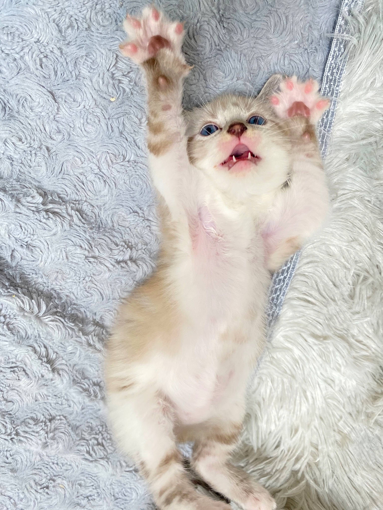 Kenaï a rejoint le concours — aidez-le/la à gagner de superbes lots ! carnivore, cat, claw, fang, fawn, felidae, fur, paw, peach, small_to_medium_sized_cats, snout, tail, terrestrial_animal, whiskers