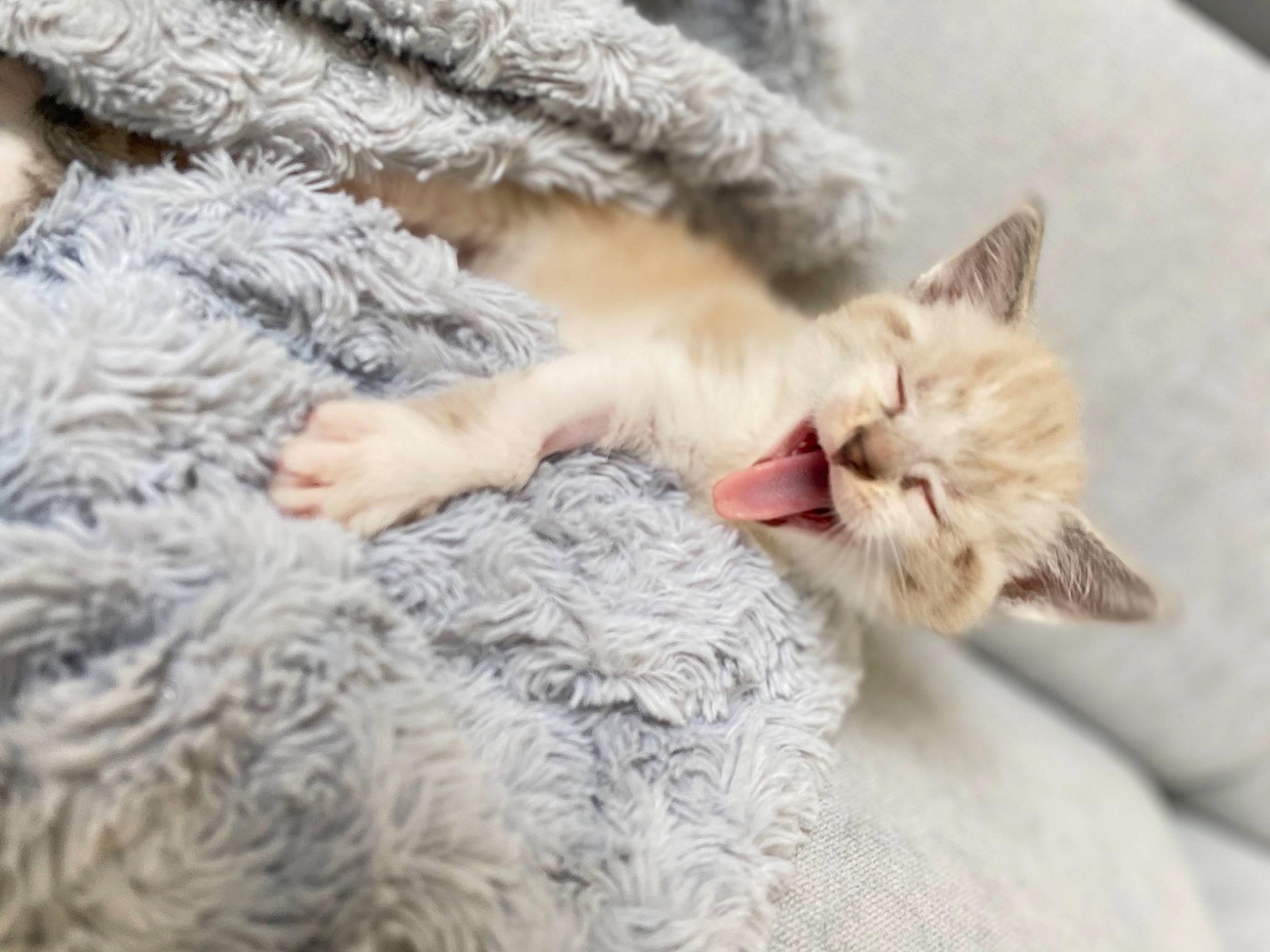 Kenaï participe au concours pour gagner de l'argent avec cette photo : carnivore, cat, cat_bed, claw, comfort, domestic_short_haired_cat, fawn, felidae, fur, gesture, mammal, nap, paw, small_to_medium_sized_cats, snout, tail, vertebrate, whiskers, wool, woolen