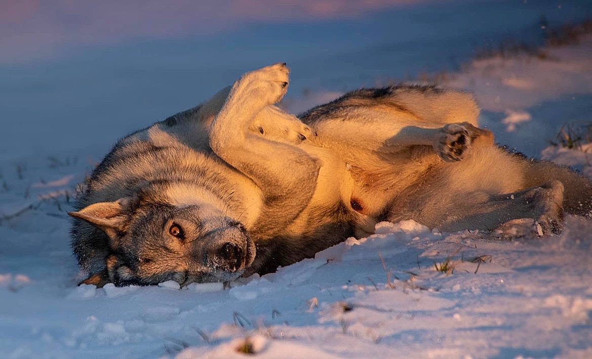 Phuryos a rejoint le concours — aidez-le/la à gagner de superbes lots ! arctic, art, freezing, fur, glacial_landform, ice_cap, landscape, ocean, sky, slope, snow, terrestrial_animal, tundra, wildlife, winter, wood