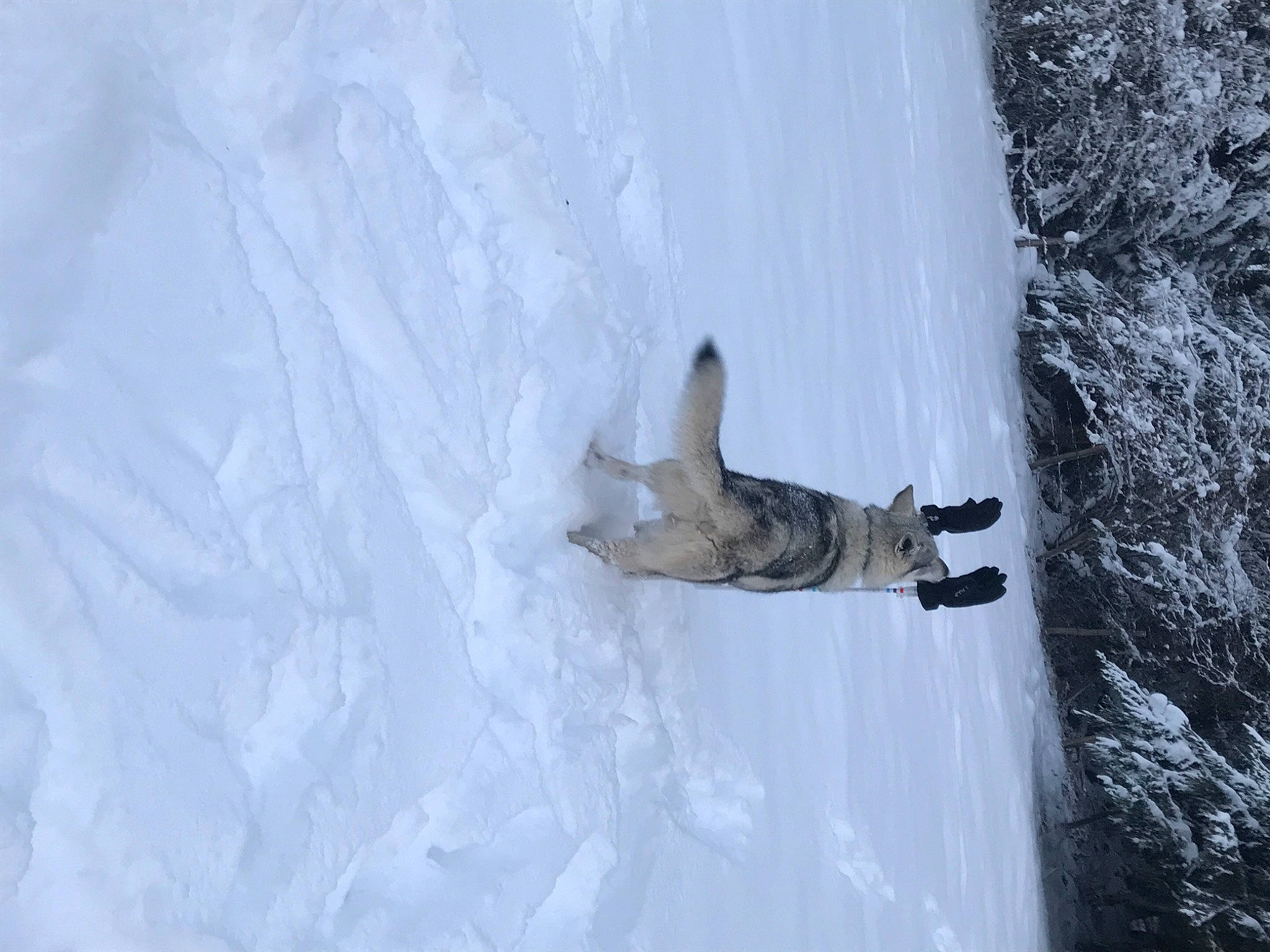 Phuryos participe au concours pour gagner de l'argent avec cette photo : arctic, freezing, frost, fur, geological_phenomenon, glacial_landform, ice_cap, landscape, plant, recreation, rock, sky, slope, snow, tree, water, wildlife, winter, winter_storm, wood