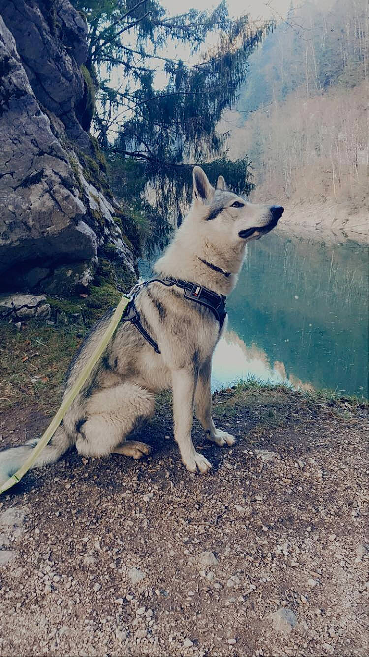 Phuryos a rejoint le concours — aidez-le/la à gagner de superbes lots ! adventure, canidae, canis, carnivore, collar, companion_dog, dog, dog_breed, dog_collar, fawn, leash, pet_supply, plant, siberian_husky, sky, sled_dog, sporting_group, tail, water, working_animal