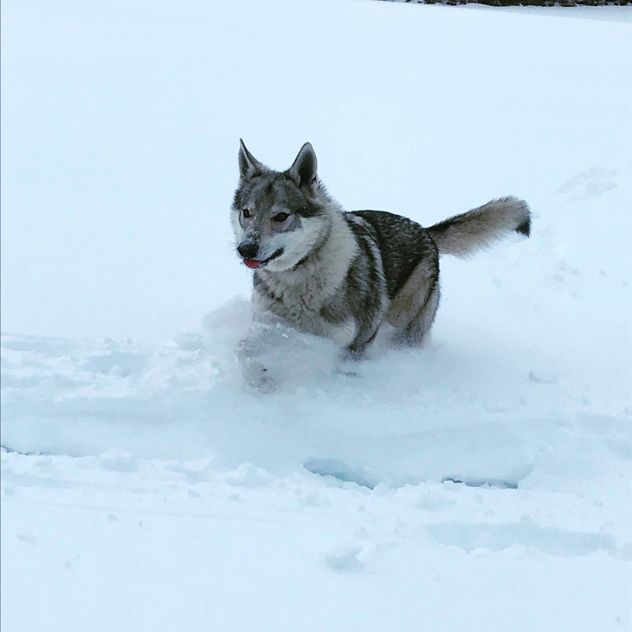 Phuryos participe au concours pour gagner de l'argent avec cette photo : canidae, canis, carnivore, dog, dog_breed, felidae, freezing, fur, ice_cap, recreation, sled_dog, snout, snow, sporting_group, tail, vehicle, wildlife, winter, wolf, working_dog