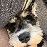 dog, puppy, pet, animal, close_up, portrait, nose, snout, fur, shaggy, black_and_white, fluffy, brown_eyes, cute, curious, indoor, blanket, couch, cozy, photography