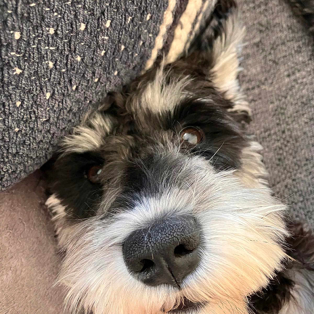 Gus