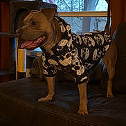 Niko is registered to the contest to win money with this photo: dog, hoodie, clothing, skull_pattern, couch, indoor, window, cat_tree, pet, canine, tongue_out, brown_dog, home, furniture, curtains, flag, winter, standing, happy, animal
