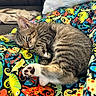 kitten, sleeping, tabby, cat, paw, blanket, colorful, pattern, lizard, fabric, cozy, resting, indoor, cute, fur, animal, pet, soft, closeup, comfort