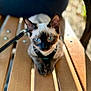 Latte is registered to the contest to win money with this photo: cat, siamese_cat, blue_eyes, animal, pet, leash, wooden_bench, feline, close_up, outdoor, fur, ears, whiskers, paws, resting, looking_at_camera, domestic_animal, mammal, face, portrait