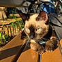 Latte is registered to the contest to win money with this photo: cat, siamese_cat, bench, outdoor, sunlight, harness, wood, animal, pet, feline, daylight, park, urban, closeup, whiskers, ears, paws, fur, nature, resting