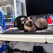 Latte joined the competition — help win amazing prizes! siamese_cat, cat, blue_eyes, desk, computer_monitor, pc_case, black_cap, fan, keyboard, mouse, mouse_pad, cables, technology, indoor, pet, relaxed, fur, electronics, workspace, home_office