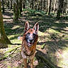 animal, black, brown, canine, daytime, dog, ears_up, forest, friendly, german_shepherd, happy, leash, moss, nature, outdoor, pet, standing, sunlight, trees, woodland